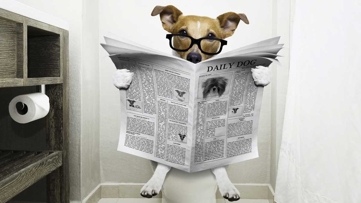 small dog reading newspaper in the bathroom