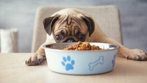 dog food for pugs