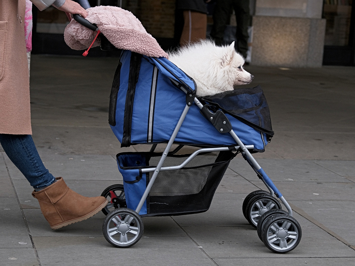 best dog stroller 2019