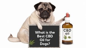 CBD oil for dogs