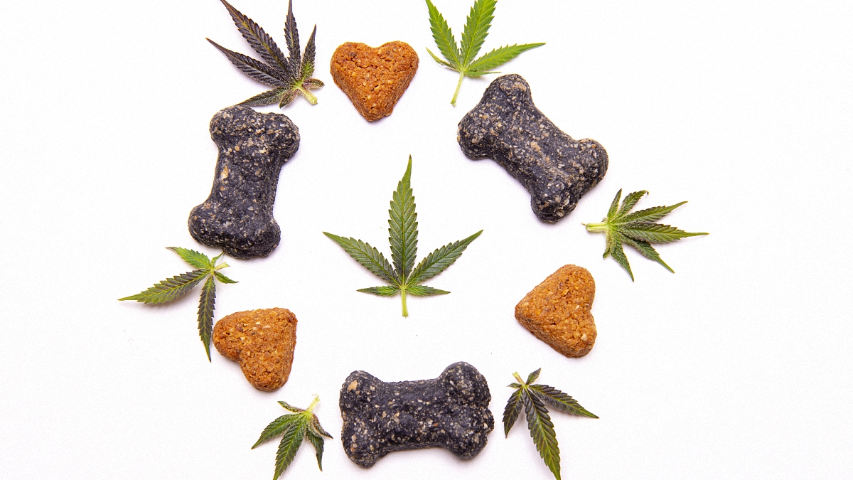 Dog treat icons floating around hemp leaves in a white background