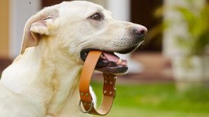 A white dog chewing a brown leather collar outdoor with green grass background