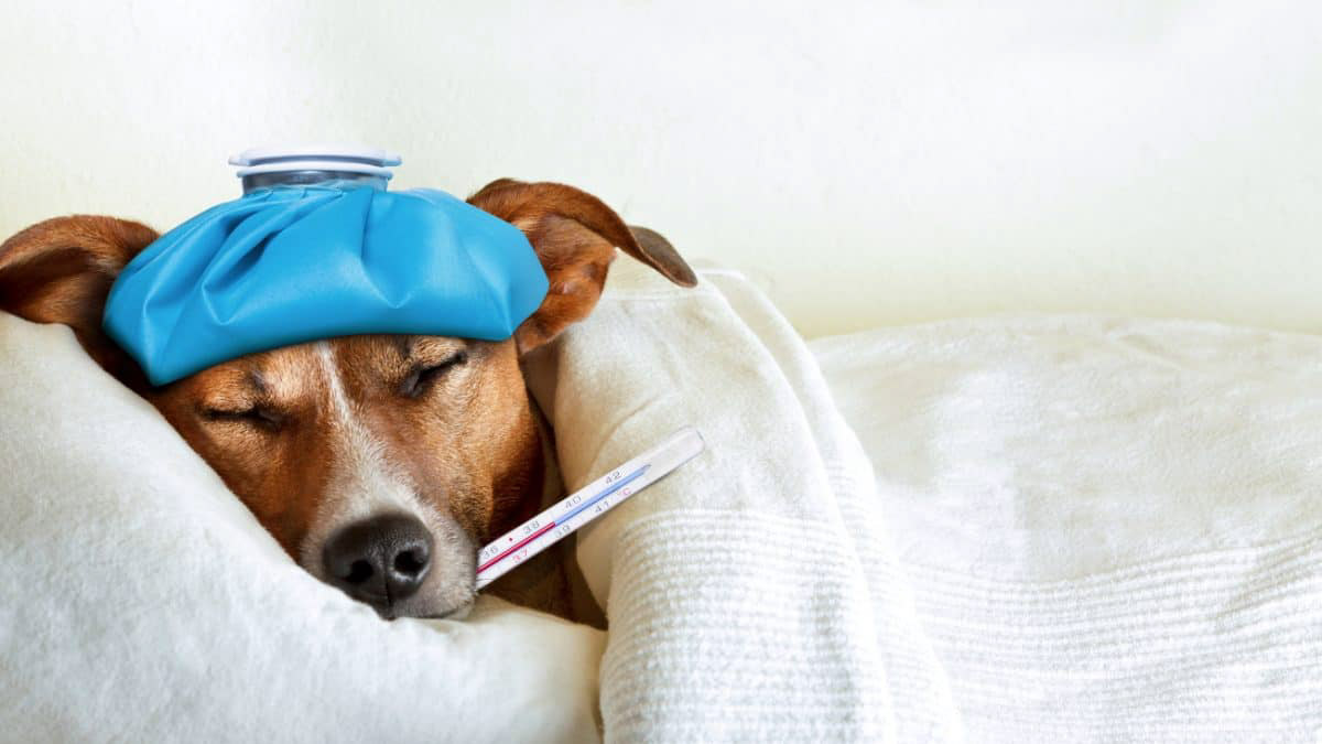 Dog lying on a sick bed with a thermometer in it's mouth
