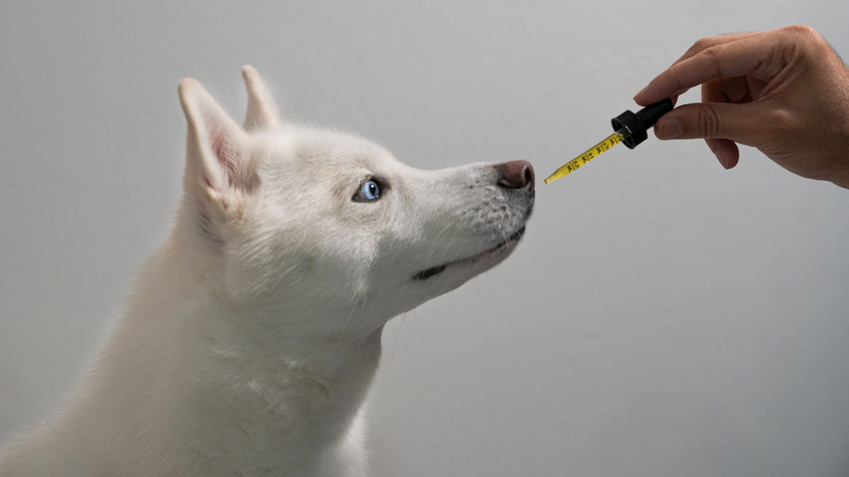 Person giving CBD in a dropper to a white dog