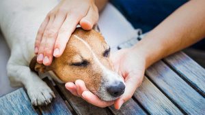 Person holding a brown and white dog in pain