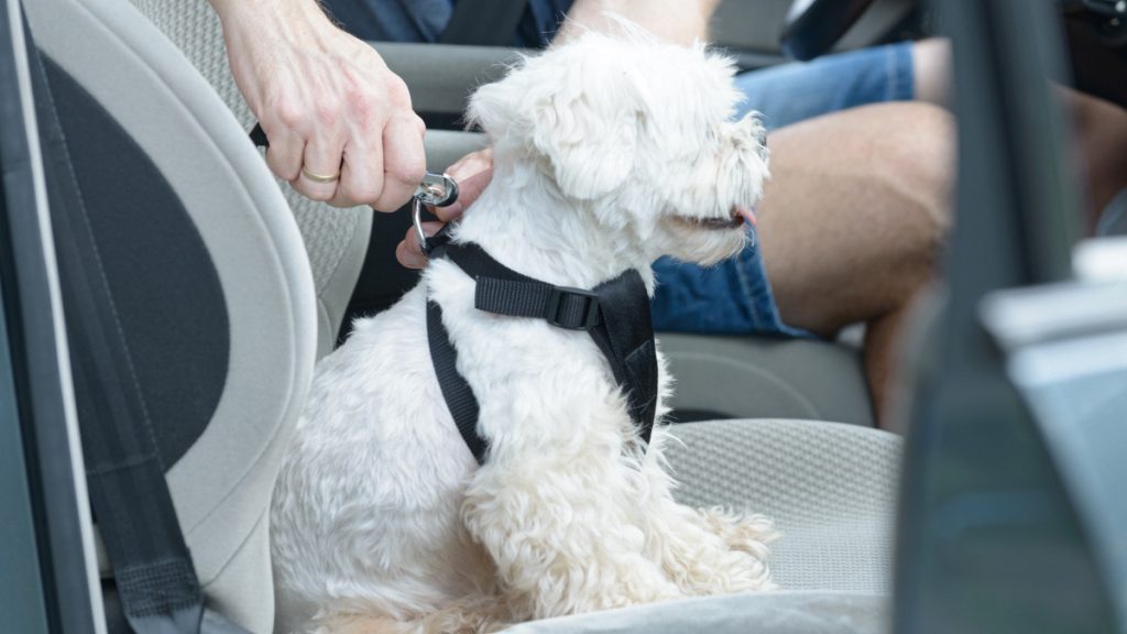 Person puts on car harness onto small white dog seatbelt