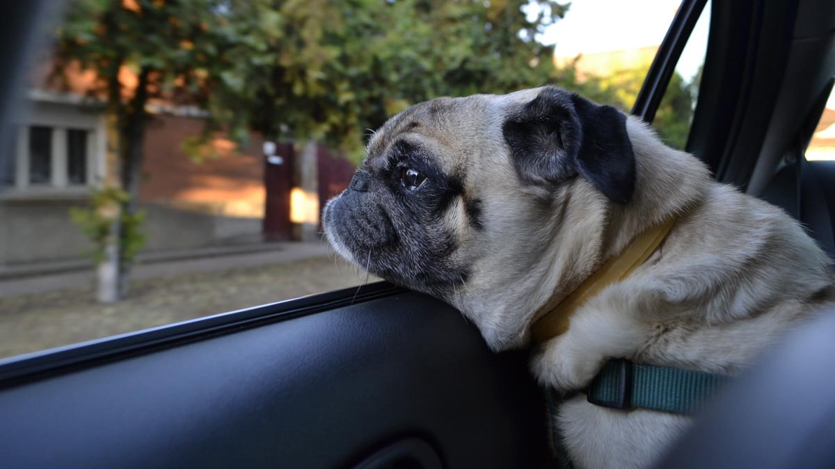 Dog wearing car harness looking out from the passenger seat 