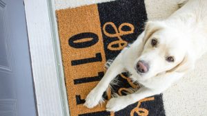 White dog lying on a white and black doormat