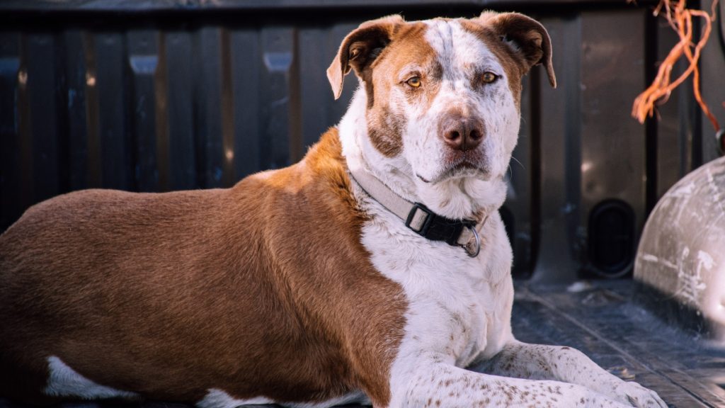 Tough dog wearing an indestructible collar in a dark background
