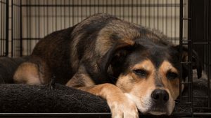 Old dog lying in a crate on a chew proof pet pad