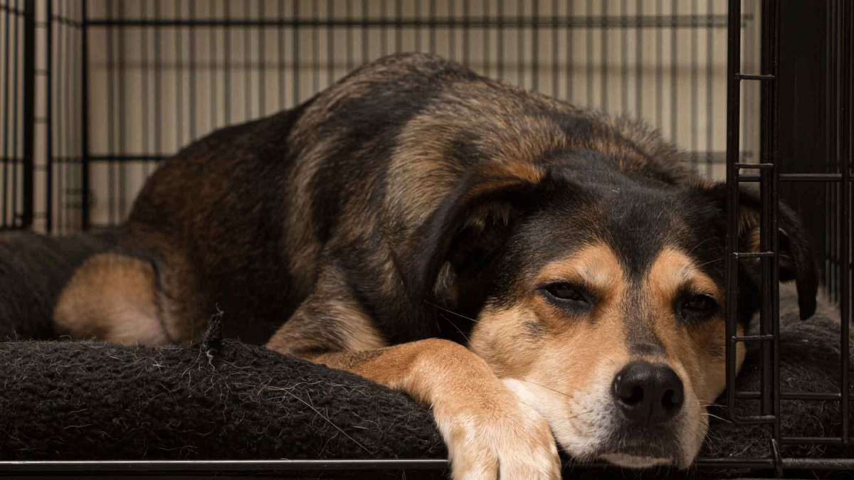 dog crate pads for heavy chewers