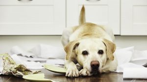 Dog lying on a mess of things that it broke