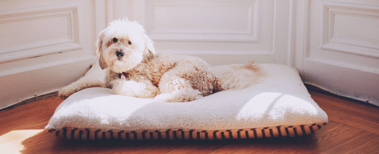 Best Indestructible Dog Crate Pads in 2020 Reviews and Buying Guide