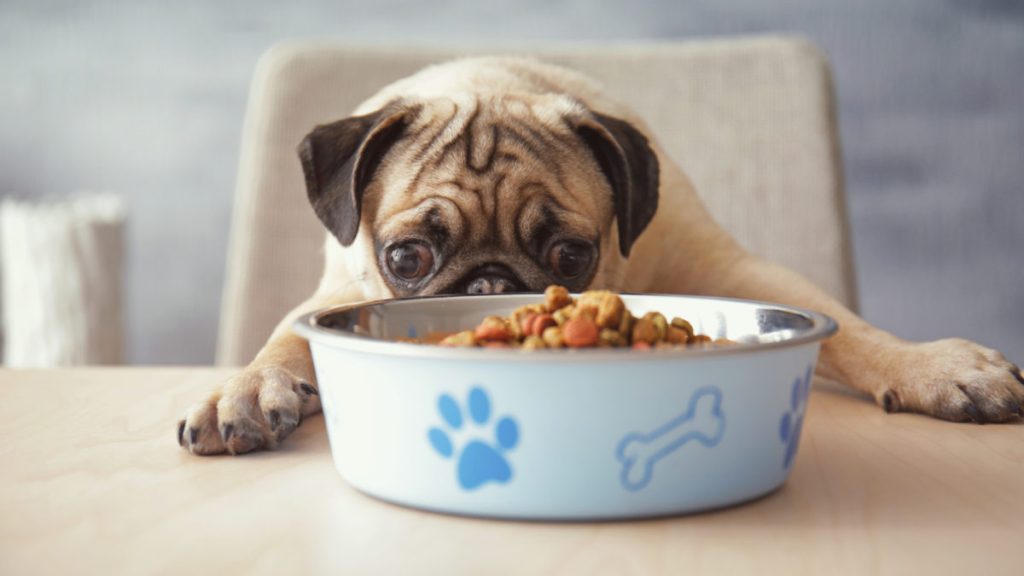 Best Dog Food for Pugs Raising Spot